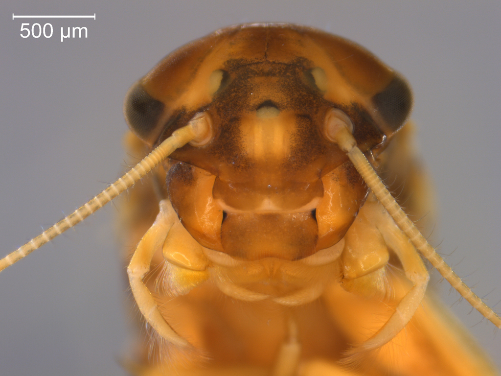 Paraleptophlebia submarginata